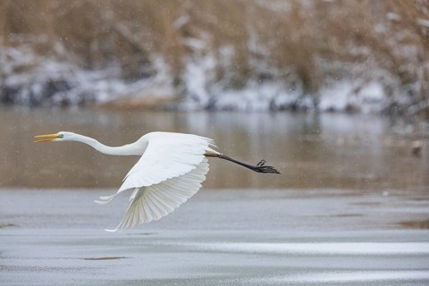 Great White Egret (Egretta alba) Germany