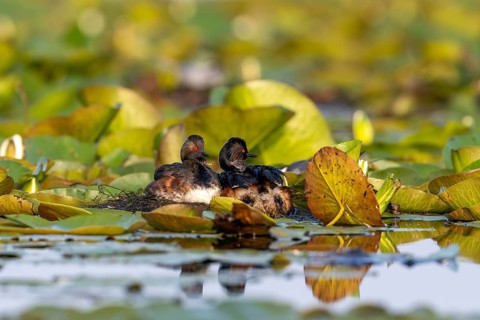 Black-necked Grebe (Podiceps nigricollis) at the nest with young, Danube Delta, Romania