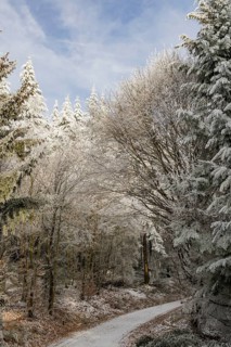 Forest road going through a mixed forest white from roarfrost on a sunny day in winter, Bavaria,