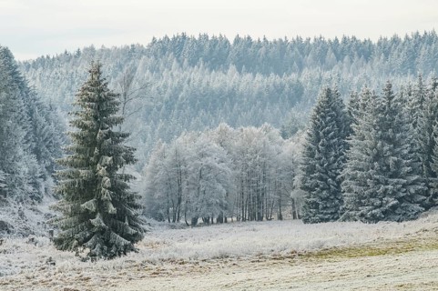 Meadow in a valley surrounded by a mixed forest with norway spruce (Picea abies) and European beech