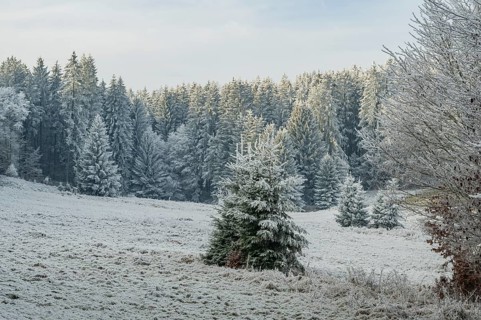 Meadow in a valley surrounded by a mixed forest with norway spruce (Picea abies) and European beech