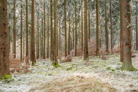 Mixed forest with norway spruce (Picea abies) and European beech (Fagus sylvatica) white from