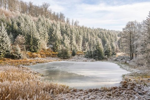 A frozen pont in a valley surrounded by a mixed forest with norway spruce (Picea abies) and