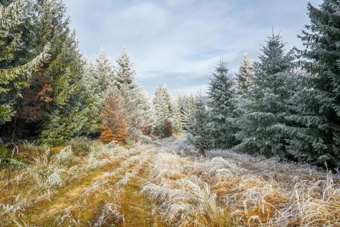 Walking trail going through a mixed forest white from roarfrost on a sunny day in winter, Bavaria,