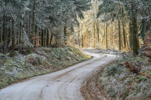 Forest road going through a mixed forest white from roarfrost on a sunny day in winter, Bavaria,