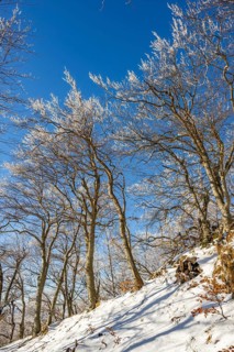 European beech (Fagus sylvatica) trees in a forest with hoarfrost on the branches in winter, Vápec,