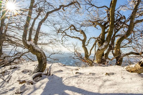 European beech (Fagus sylvatica) trees in a forest with hoarfrost on the branches in winter, Vápec,