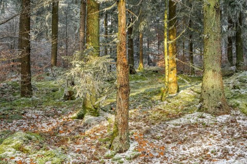 Mixed forest with norway spruce (Picea abies) and European beech (Fagus sylvatica) white from