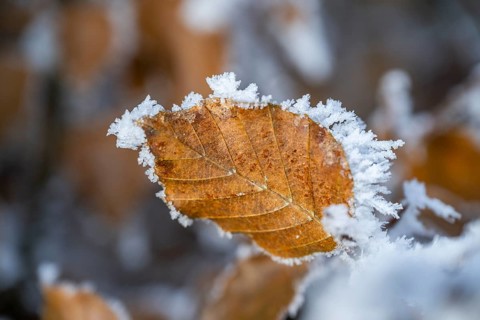 Ice crystals from roarfrost on a common beech (Fagus sylvatica) leaf at sunshine in winter,