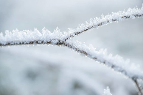 Ice crystals from roarfrost on grass blades in winter, Bavaria, Germany