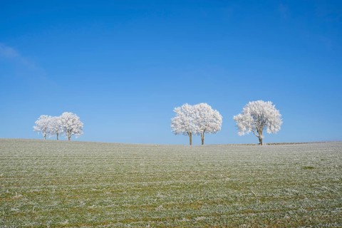 Silver lime trees (Tilia tomentosa) with hoarfrost on the branches standing on a meadow on a sunny