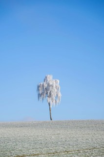 Silver birch (Betula pendula) standing on a meadow with hoarfrost on the branches in front of blue