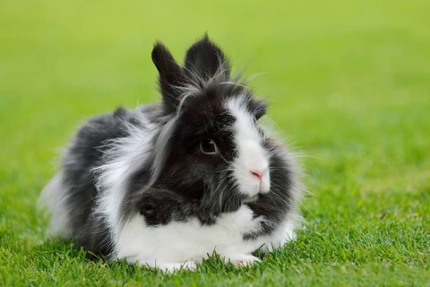 Lionhead rabbit (Oryctolagus cuniculus forma domestica) in a meadow, North Rhine-Westphalia,