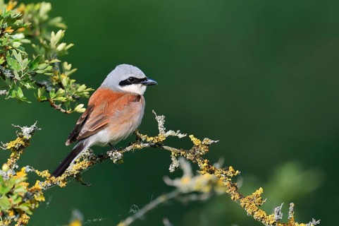 Red-backed shrike (Lanius collurio), male, North Rhine-Westphalia, Germany