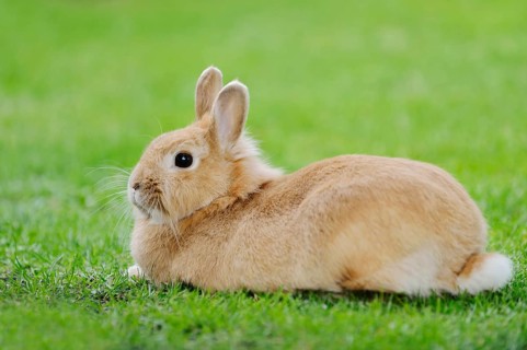 Dwarf rabbit (Oryctolagus cuniculus forma domestica) in a meadow, North Rhine-Westphalia, Germany