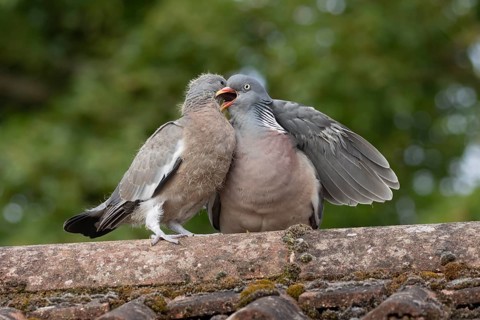 Wood pigeon (Columba palumbus) adult parent bird feeding a juvenile baby squab bird on an urban
