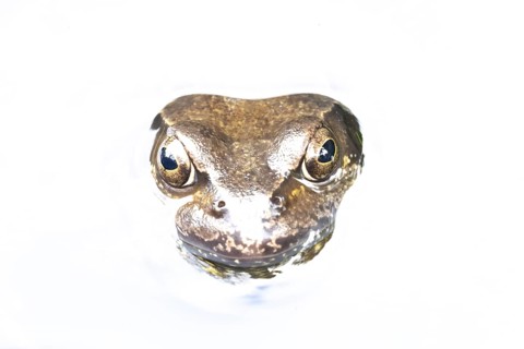 Common frog (Rana temporaria) adult amphibian on the water surface of a garden pond, England,
