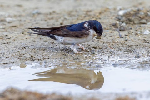 Common house martin, northern house martin (Delichon urbicum) collecting mud in beak from puddle