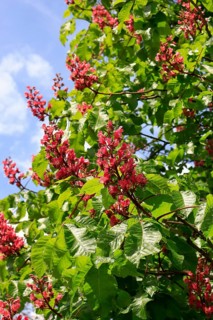 Red-flowering horse chestnut (Aesculus carnea), North Rhine-Westphalia, Germany