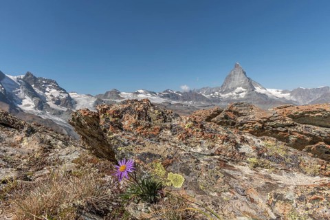 A solitary purple wildflower Aster des Alpes (Aster alpinus) rises from the rocky ground and