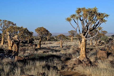 Quiver trees (Aloe dichotoma), quiver tree forest near Keetmanshoop, Karas Region, Namibia