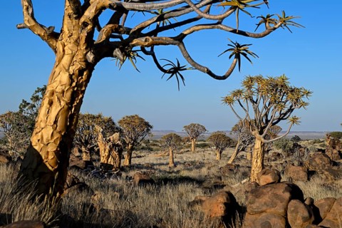 Quiver trees (Aloe dichotoma), quiver tree forest near Keetmanshoop, Karas Region, Namibia