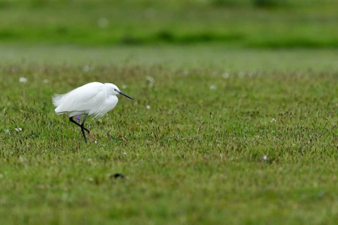 Little Egret (Egretta garzetta) standing in a meadow, Texel, North Holland, Netherlands