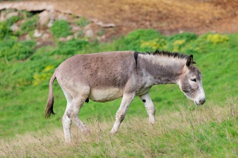 A male grey domestic donkey (Equus asinus) grazes in a green paddock