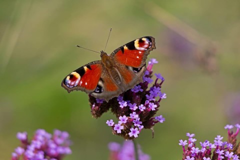Butterfly, peacock butterfly (Aglais io), Purpletop vervain (Verbena bonariensis), Burgstemmen,