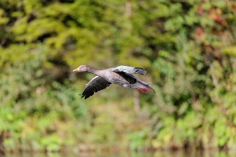 An adult greylag goose (Anser anser) lands on a lake on a sunny day. Bavaria, Germany