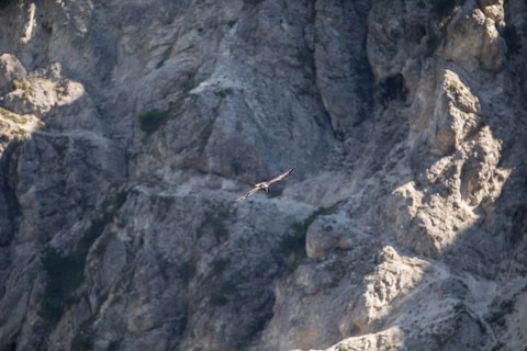 Bearded vulture (Gypaetus barbatus), Berchtesgaden, Alps, Bavaria, Germany