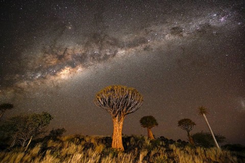 Quiver trees (Aloe dichotoma) under the starry sky, quiver tree forest near Keetmanshoop, Karas