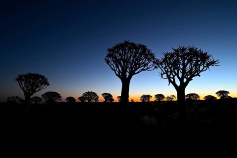 Quiver trees (Aloe dichotoma), blue hour, quiver tree forest near Keetmanshoop, Karas Region,
