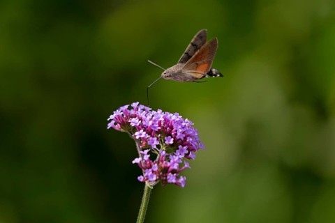 Butterfly, pigeon tail (Macroglossum stellatarum), also known as hummingbird butterfly or