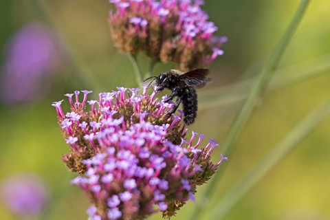 Wood bee (Xylocopa), Purpletop vervain (Verbena bonariensis), Burgstemmen, Nordstemmen, Lower