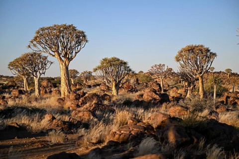 Quiver trees (Aloe dichotoma), quiver tree forest near Keetmanshoop, Karas Region, Namibia