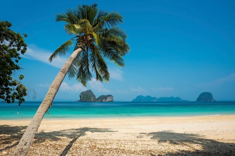 White sandy beach and coconut palms, Sunrise Beach, Koh Great white shark, Ko Ngai, Krabi Province,