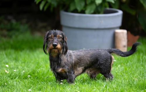 Rough-haired dachshund (Canis lupus familiaris) male, 4 years, attentive, in a meadow, in garden,