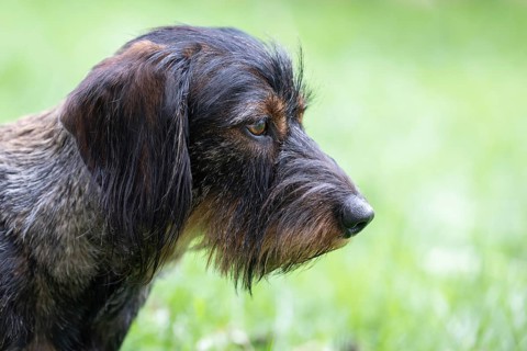 Rough-haired dachshund (Canis lupus familiaris) male, 4 years, animal portrait, attentive,