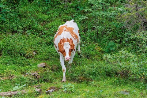 Holstein-Friesian cattle grazing on a mountain pasture in steep terrain. Eng Valley, Austria