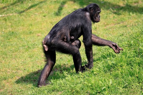 Bonobo (Pan Paniscus), pygmy chimpanzee, adult, female, juvenile, mother, social behaviour