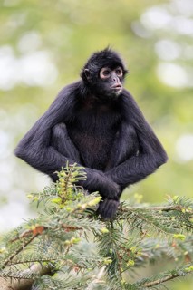 Brown-headed spider monkey (Ateles fusciceps rufiventris), alert, sitting, on tree, South America