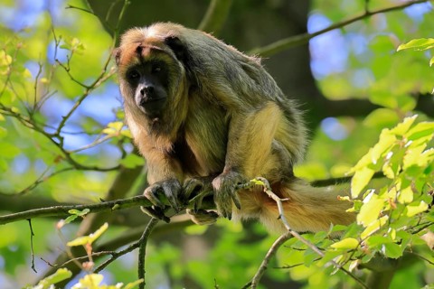 Black howler (Alouatta caraya), adult, female, on tree, alert, South America