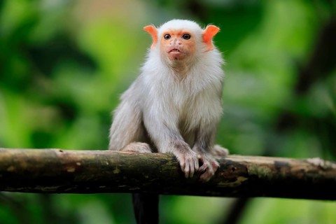 Silver marmoset (Mico argentatus, Syn.: Callithrix argentata), silver marmoset, adult, sitting on