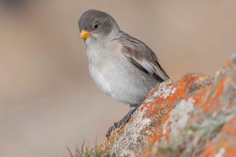 A young white snowfinch (Montifringilla nivalis) with grey feathers and a bright orange beak sits