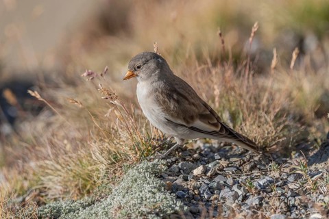 A young white snowfinch (Montifringilla nivalis) searches for food between rocks and grass. The