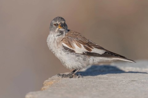 A white snowfinch (Montifringilla nivalis) stands on a rocky surface and displays its striking