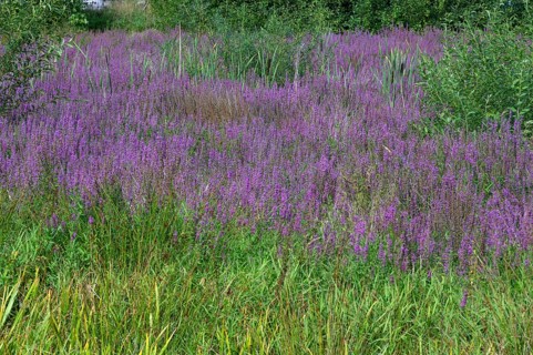 Purple loosestrife (Lythrum salicaria) in a dry carp pond, Eckental, Middle Franconia, Bavaria,