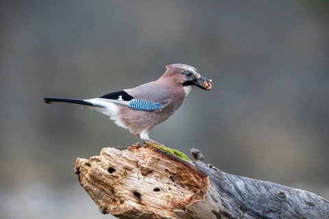 Eurasian jay (Garrulus glandarius) Germany