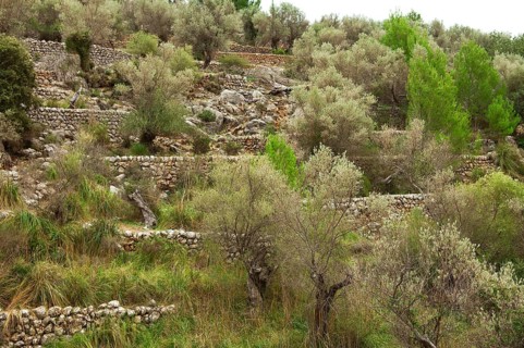 Stone walls in an olive grove, Majorca, Balearic Islands, Spain